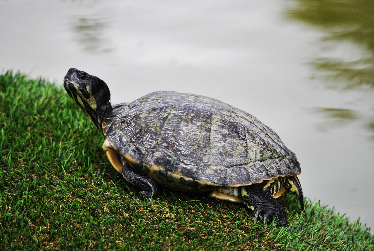 Turtle Shell Reptile Turtle Shell - renatomenichini / Pixabay