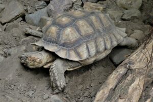 Turtle Shield Reptile Zoo Slowly  - Elsemargriet / Pixabay