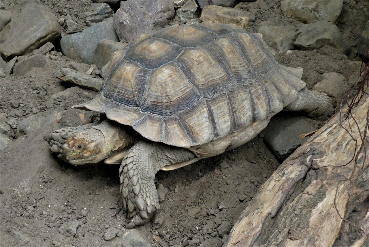 Turtle Shield Reptile Zoo Slowly - Elsemargriet / Pixabay