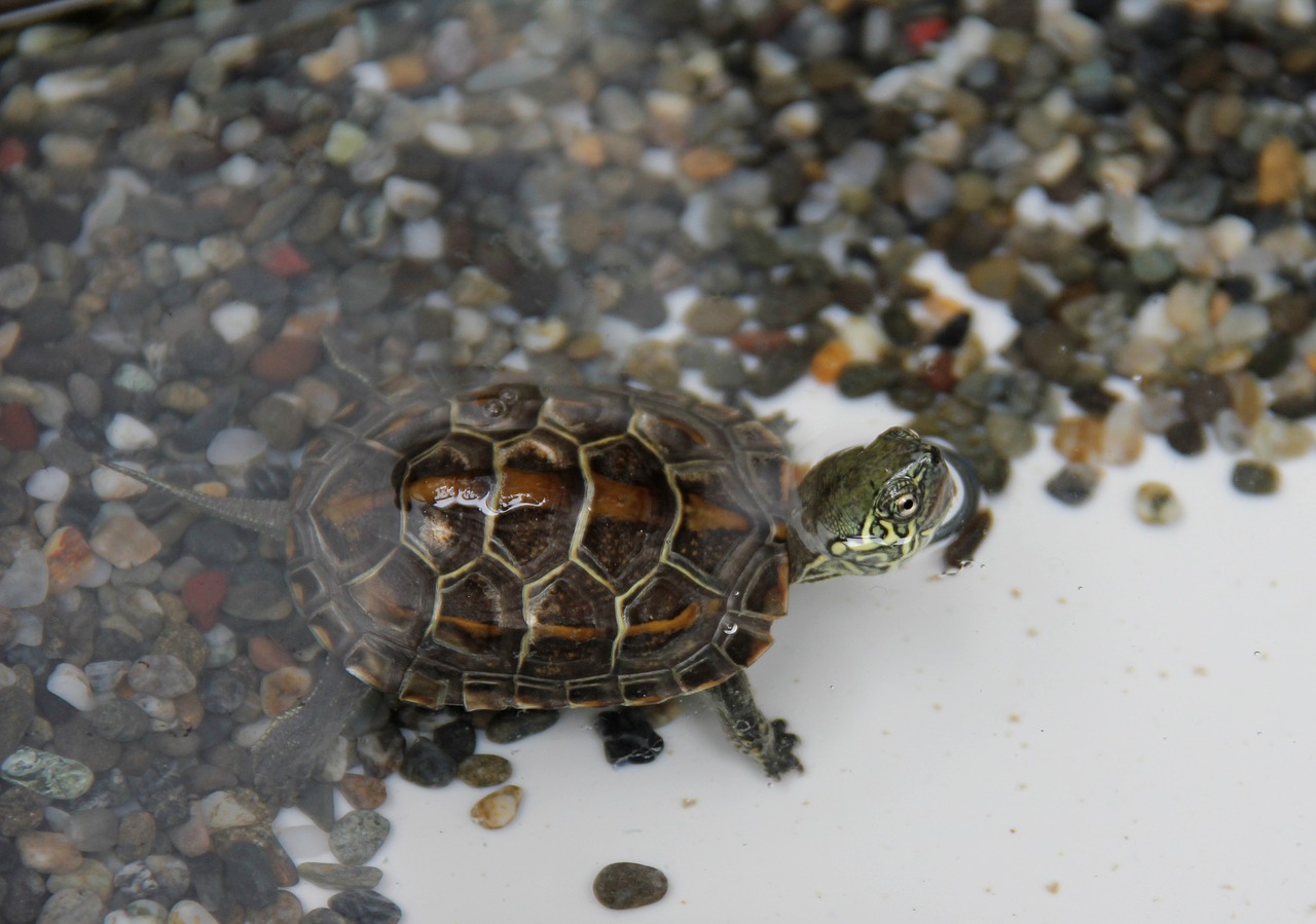 Turtle Turtles  - miiya / Pixabay