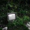 Tv Forest Plants Old Vintage  - onderortel / Pixabay