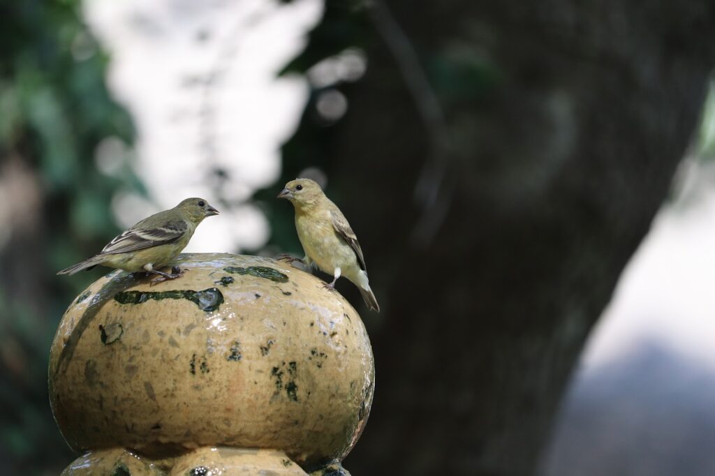 Two Birds Confrontation Bird  - GeorgeB2 / Pixabay