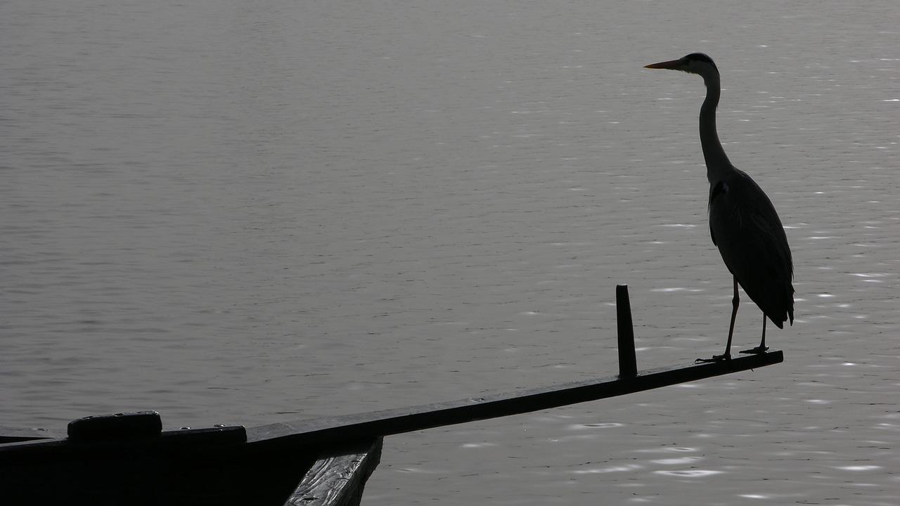 Two Solutions New Gyeongpo Lake  - leegenhyung / Pixabay