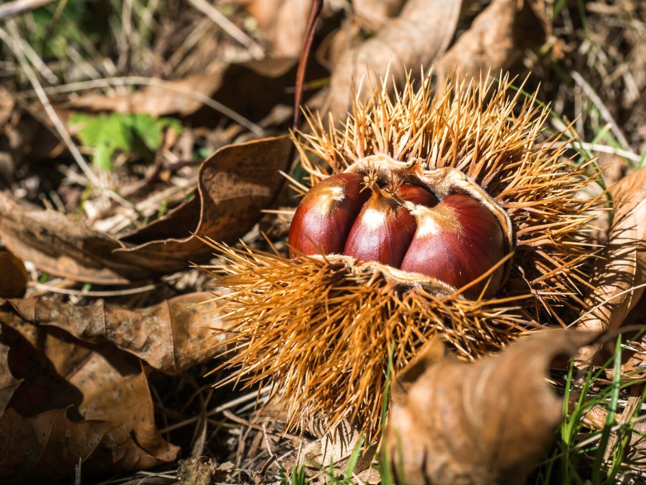 brown and green plant on brown dried leaves