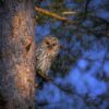 Ural Owl Strix Uralensis Bird  - Erik_Karits / Pixabay