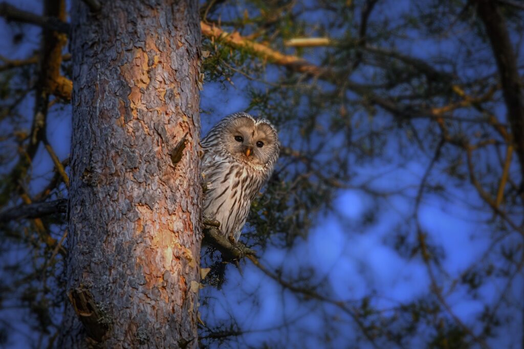 Ural Owl Strix Uralensis Bird  - Erik_Karits / Pixabay