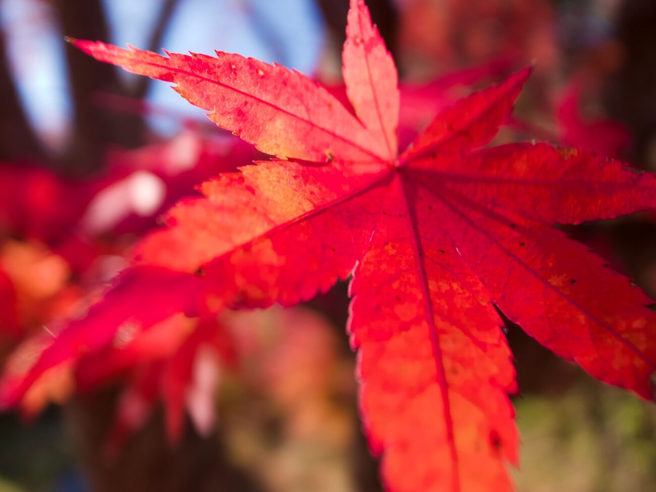 red maple leaf in close up photography