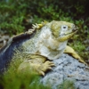Varano Reptile Zoology Darwin  - francescobovolin / Pixabay