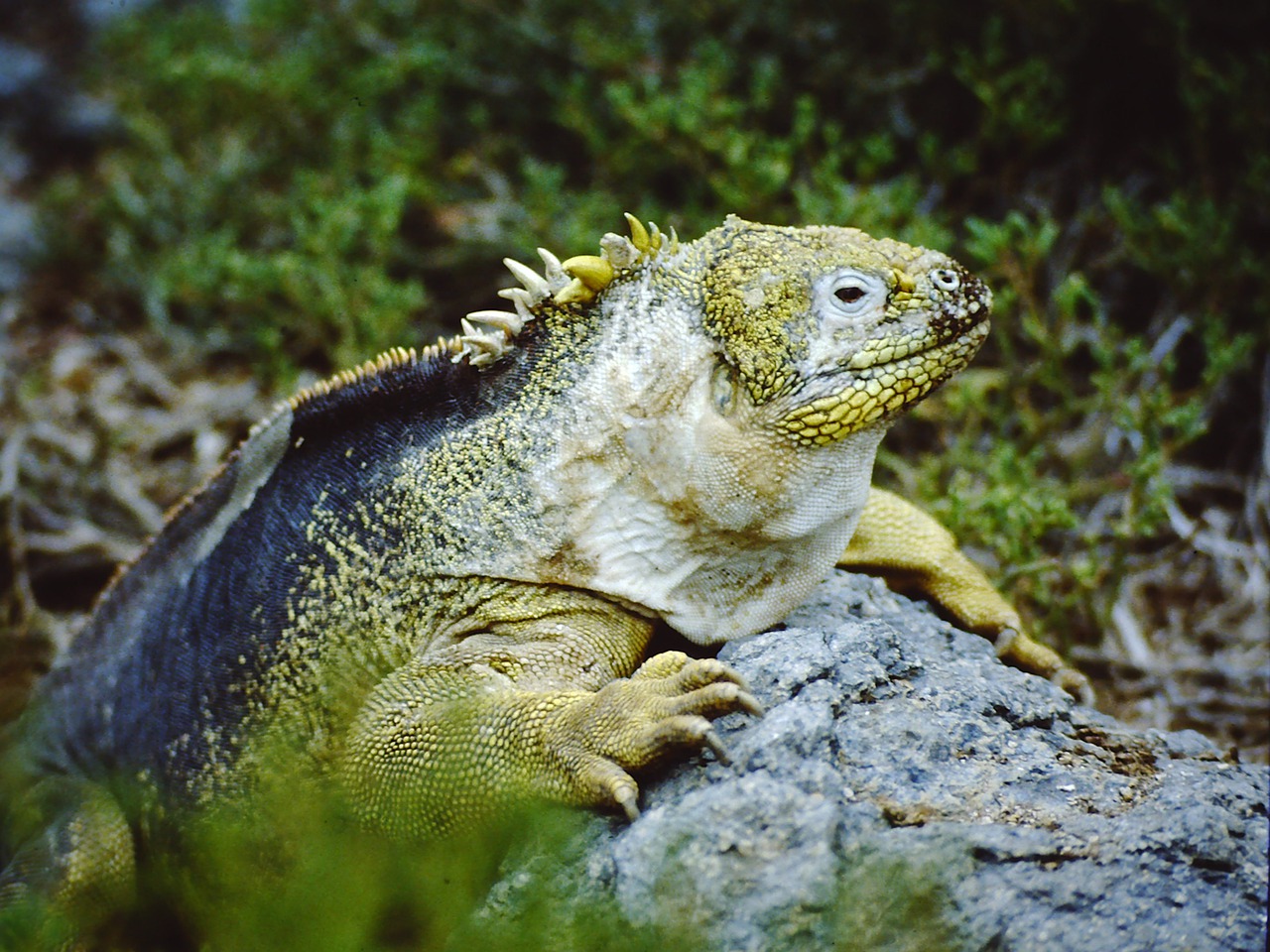 Varano Reptile Zoology Darwin  - francescobovolin / Pixabay