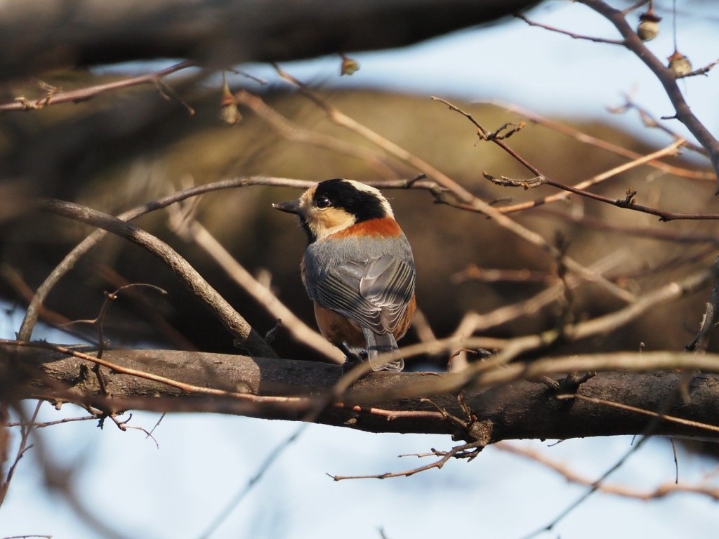 Varied Tit Bird Branch Tit Animal  - tukikisou / Pixabay