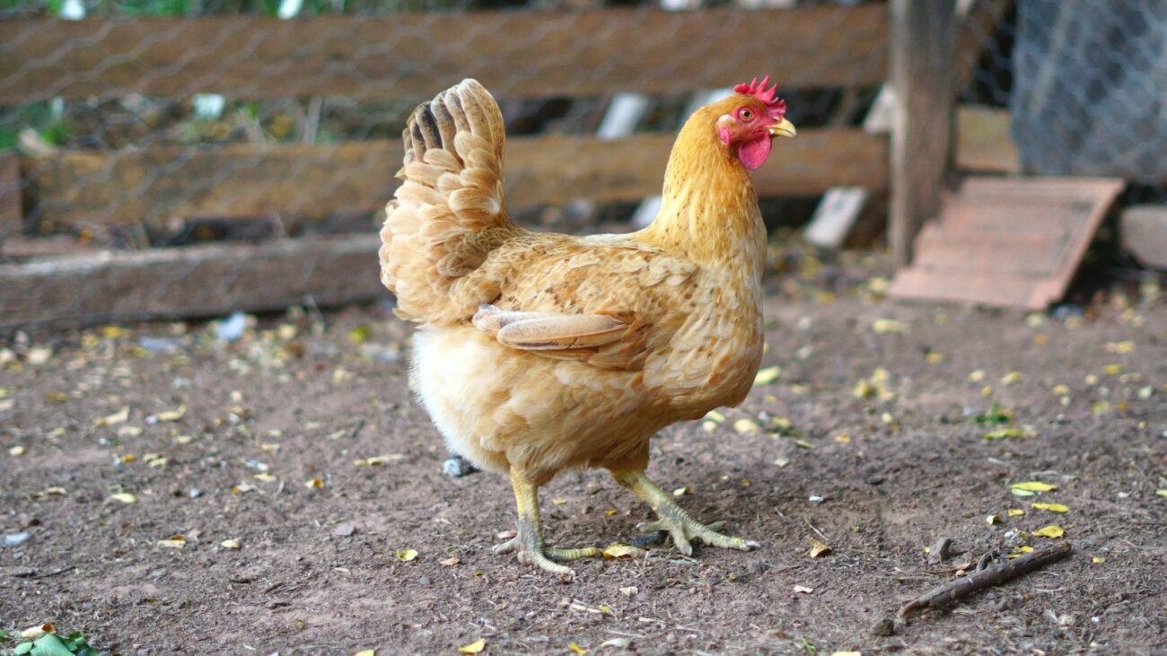 brown hen on gray soil