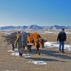 Wagon Wood Supply Nomads Mongolia  - francescobovolin / Pixabay