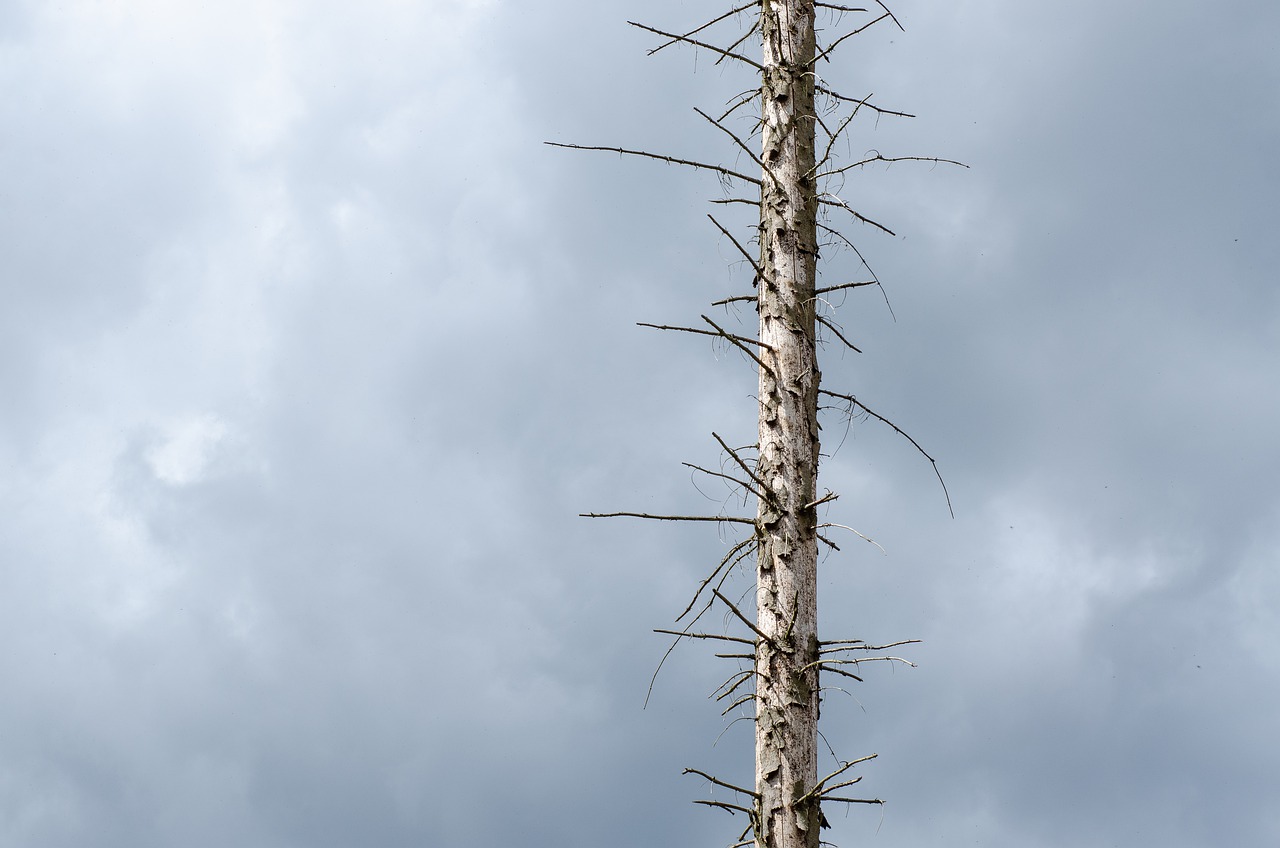Waldsterben Drought Climate Change  - Kathas_Fotos / Pixabay