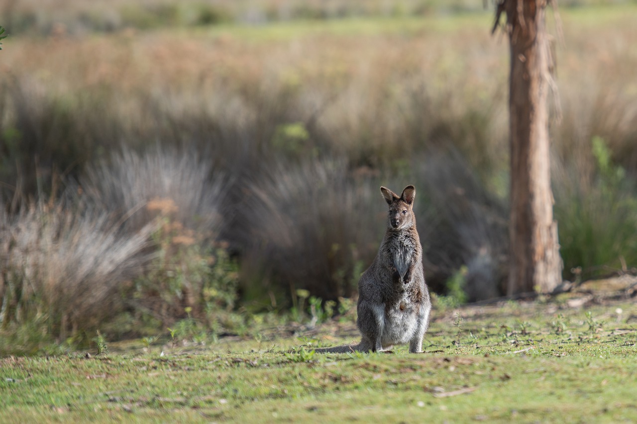 Wallaby Bennetts Wallaby  - pen_ash / Pixabay