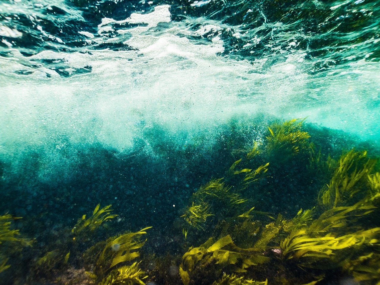 Water Sea Ocean Underwater  - TheOtherBen / Pixabay