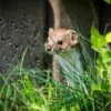 Weasel Least Weasel Mustela Nivalis  - DawidSliwka / Pixabay