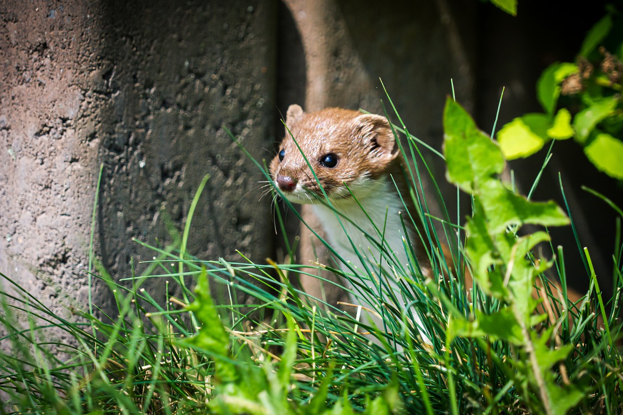 Weasel Least Weasel Mustela Nivalis  - DawidSliwka / Pixabay