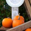 Weighing Scale Pumpkins Vegetables  - matthiasboeckel / Pixabay