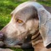 Weimaraner Dog Canine Animal  - Annabel_P / Pixabay