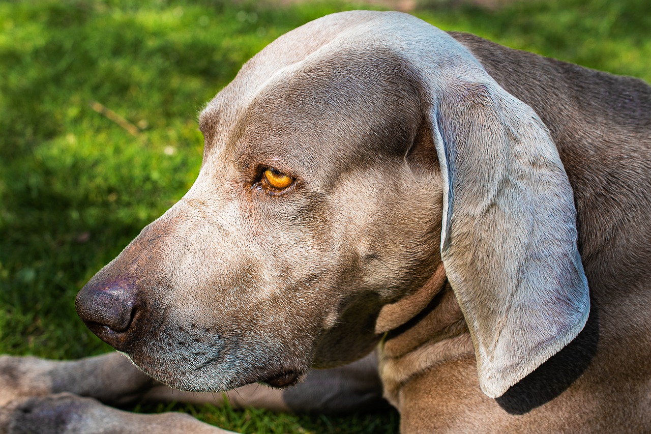 Weimaraner Dog Canine Animal - Annabel_P / Pixabay