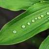 Wet Leaf Droplets Drops Surface  - aitoff / Pixabay