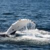 Whale Fin Sea Ocean Mammal  - ebor / Pixabay