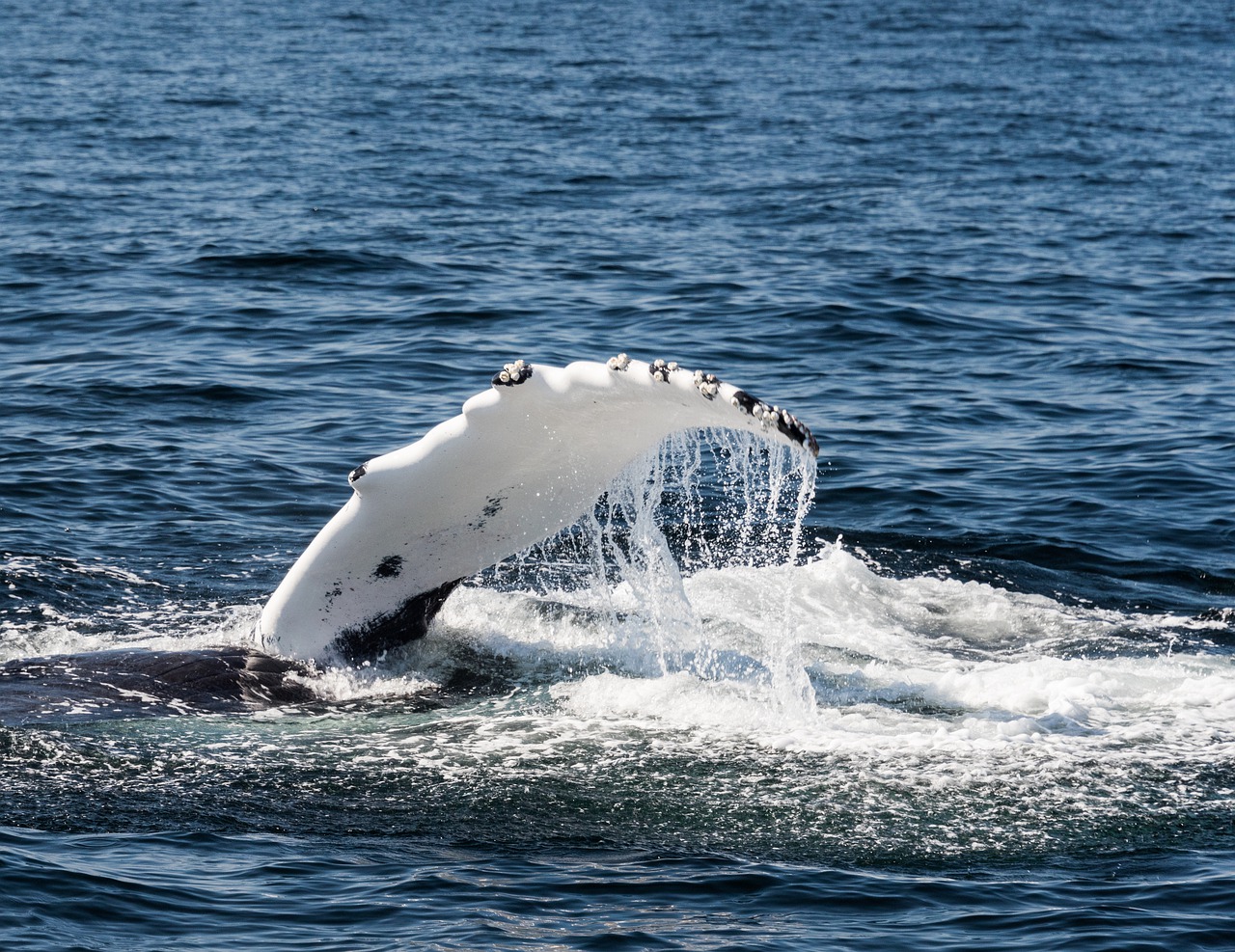 Whale Fin Sea Ocean Mammal - ebor / Pixabay