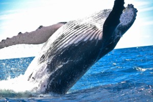Whale Mammal Animal Marine Mammal  - Pexels / Pixabay