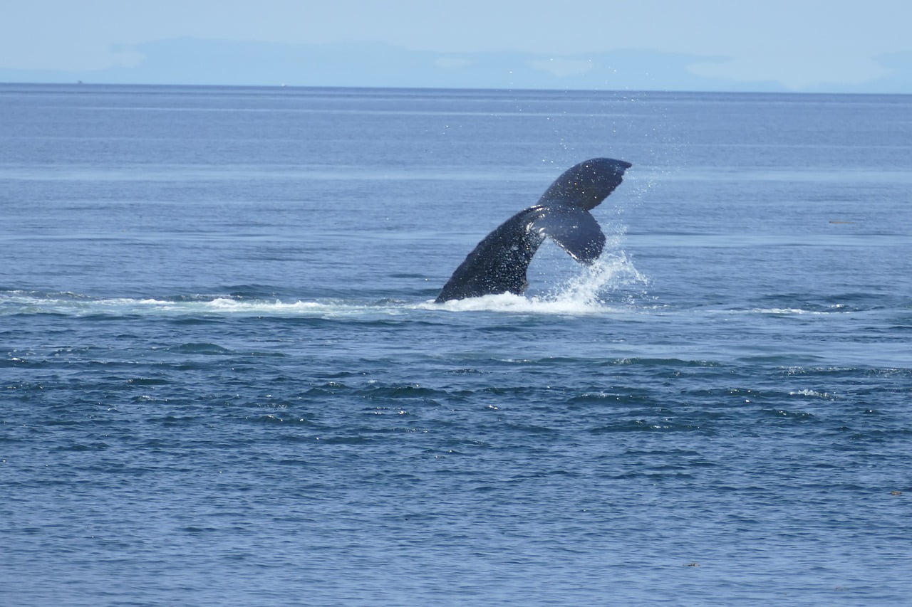 Whale Ocean Sea Canada Nature - margrietbleeker / Pixabay