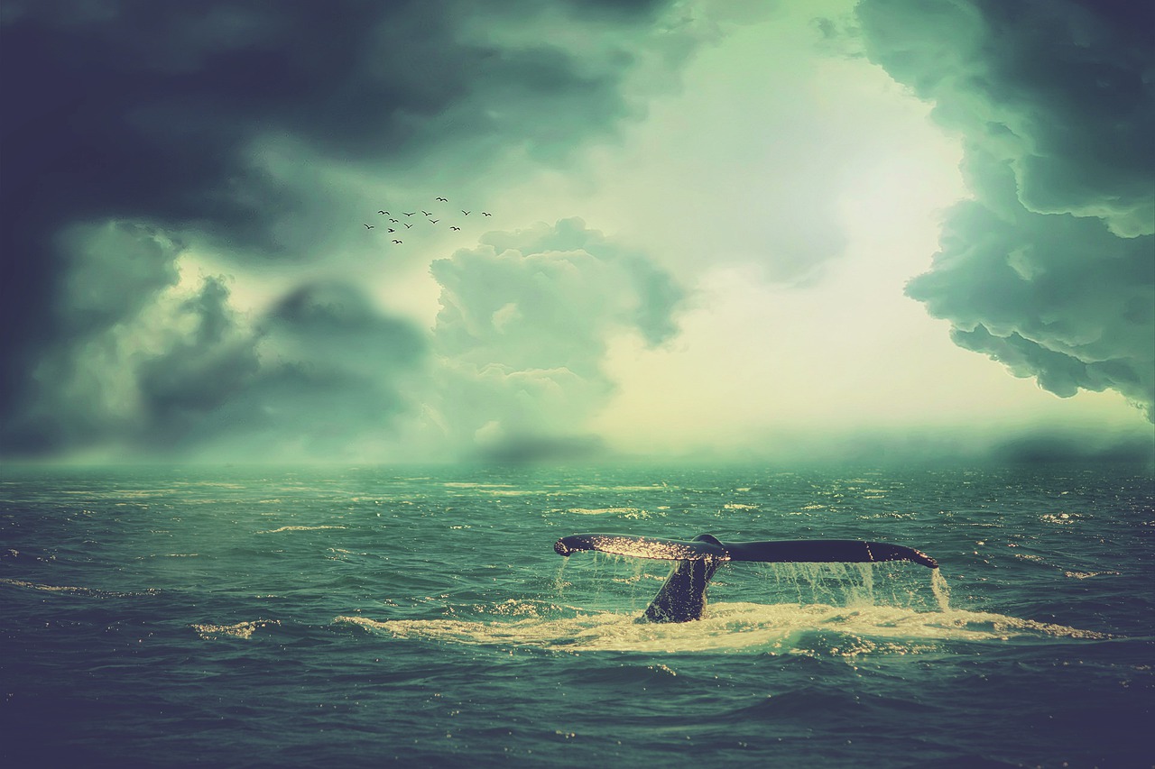 Whale Sea Waves Birds Sky Clouds  - enriquelopezgarre / Pixabay