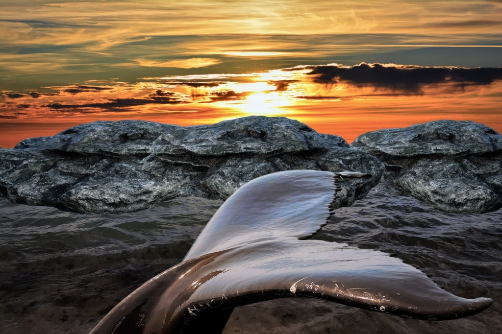 Whale Tail Sea Sunset Animal  - Ray_Shrewsberry / Pixabay