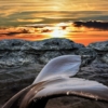 Whale Tail Sea Sunset Animal  - Ray_Shrewsberry / Pixabay