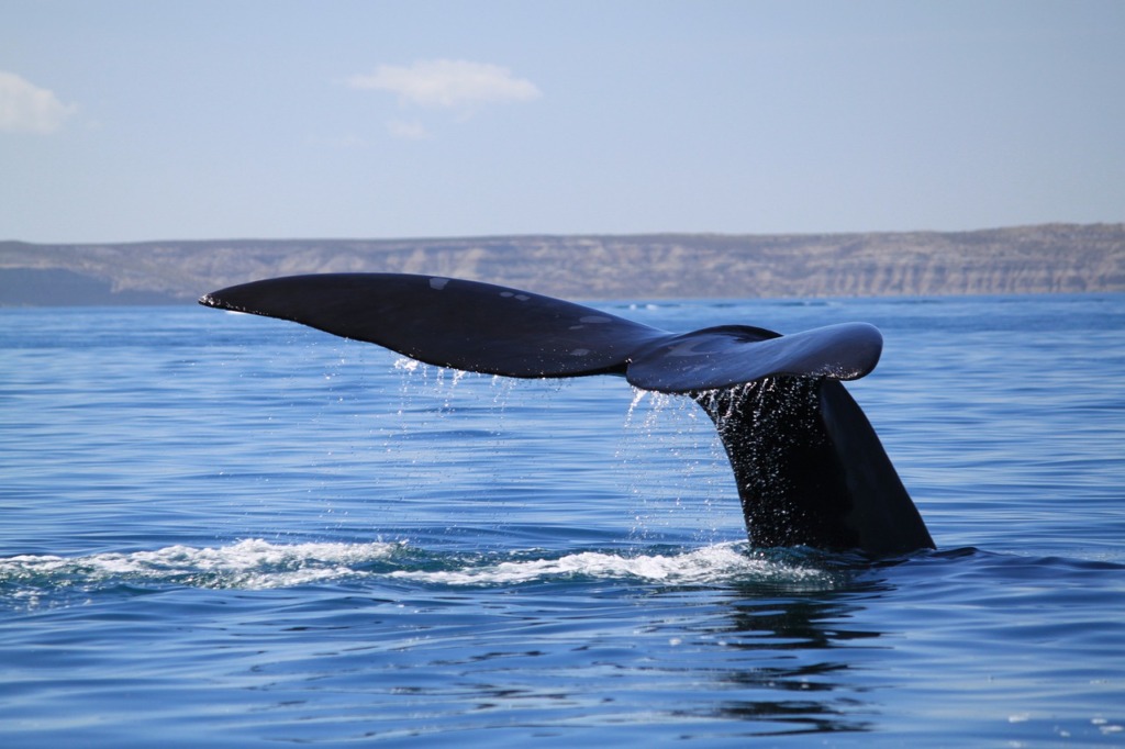 Whale Tale Aquatica Animal Sea  - JFHoffmann_Photo / Pixabay
