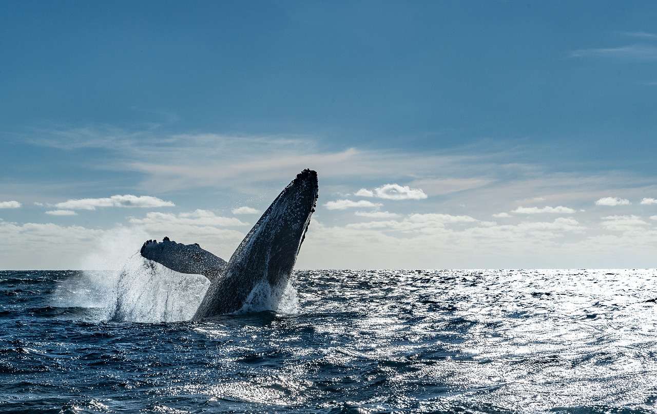 Whales Cabos Mexico Sea Cancun  - LuisCuriel / Pixabay