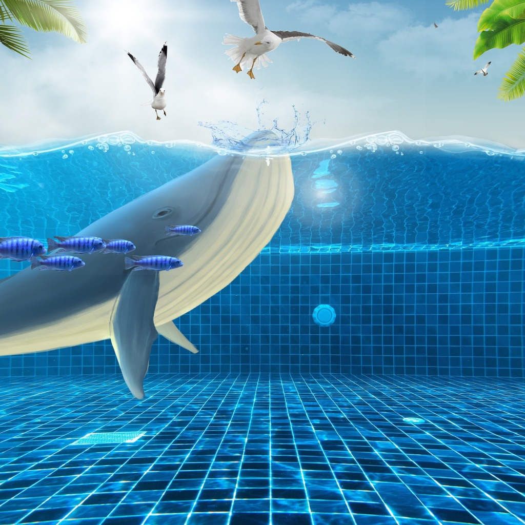 Whales Marines Underwater Gull  - AdelinaZw / Pixabay