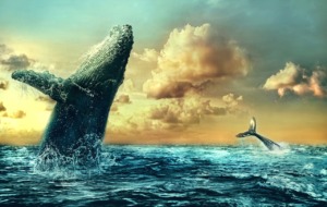 Whales Sea Ocean Clouds Sky Water  - Darkmoon_Art / Pixabay