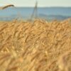 Wheat Field Grain Cereals Harvest  - mercury555 / Pixabay