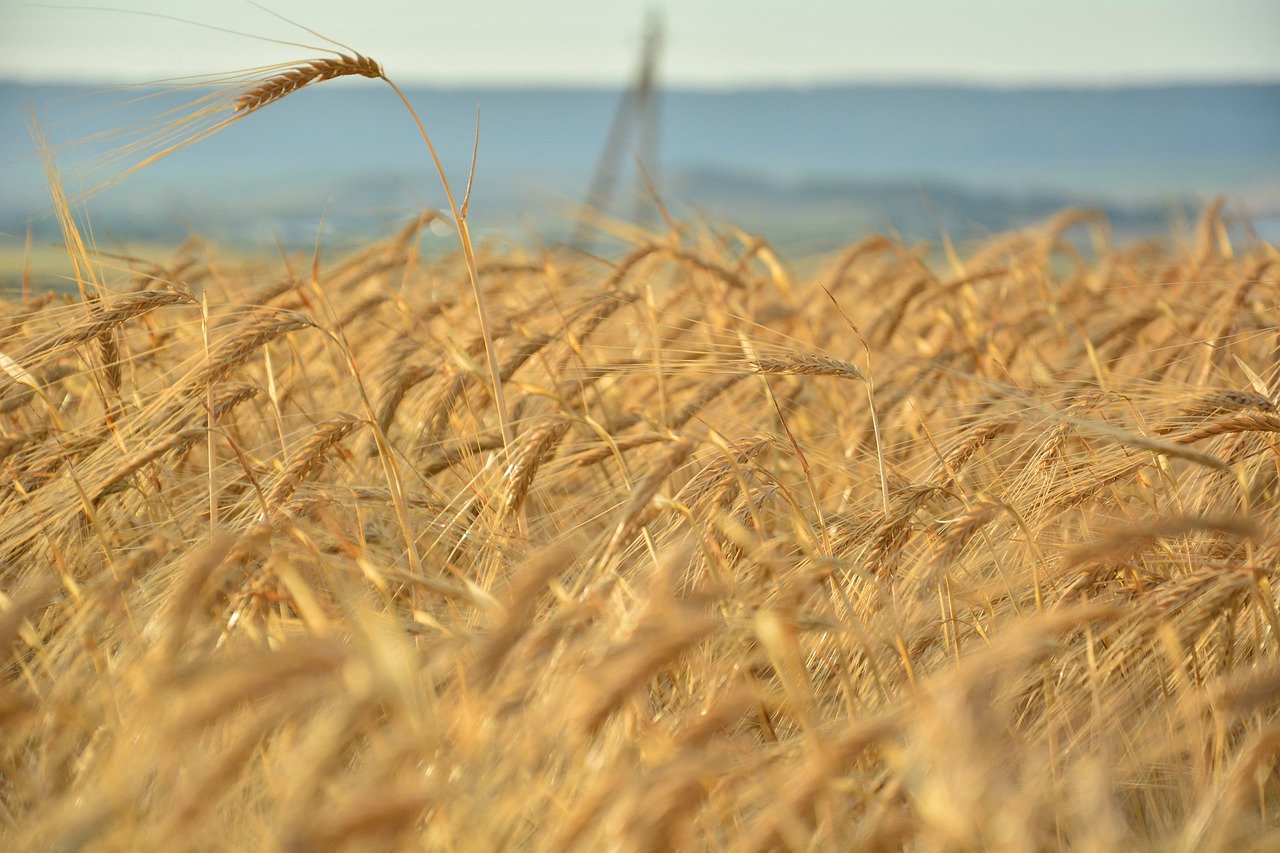 Wheat Field Grain Cereals Harvest  - mercury555 / Pixabay