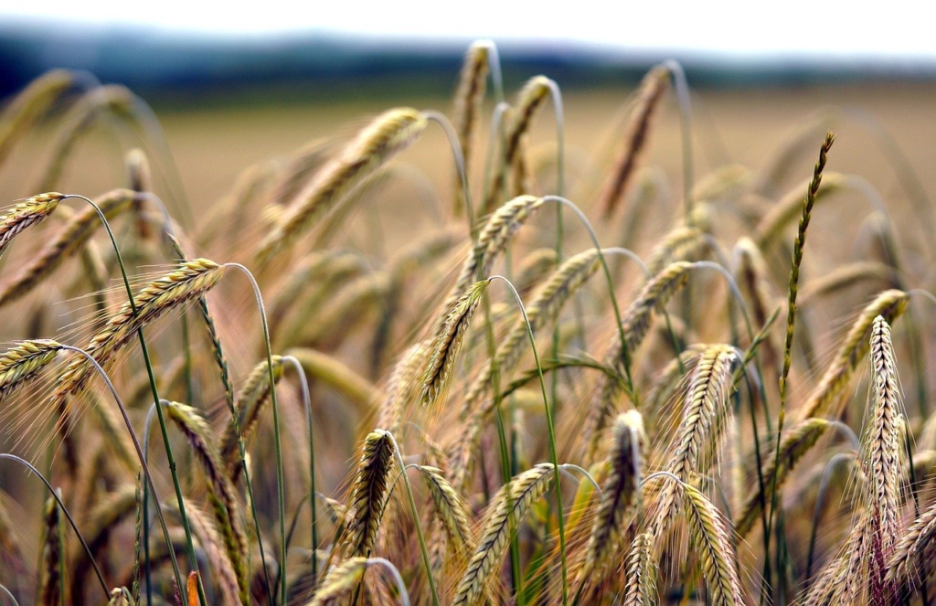 Wheat Field Grass Wheat Field  - matthiasboeckel / Pixabay