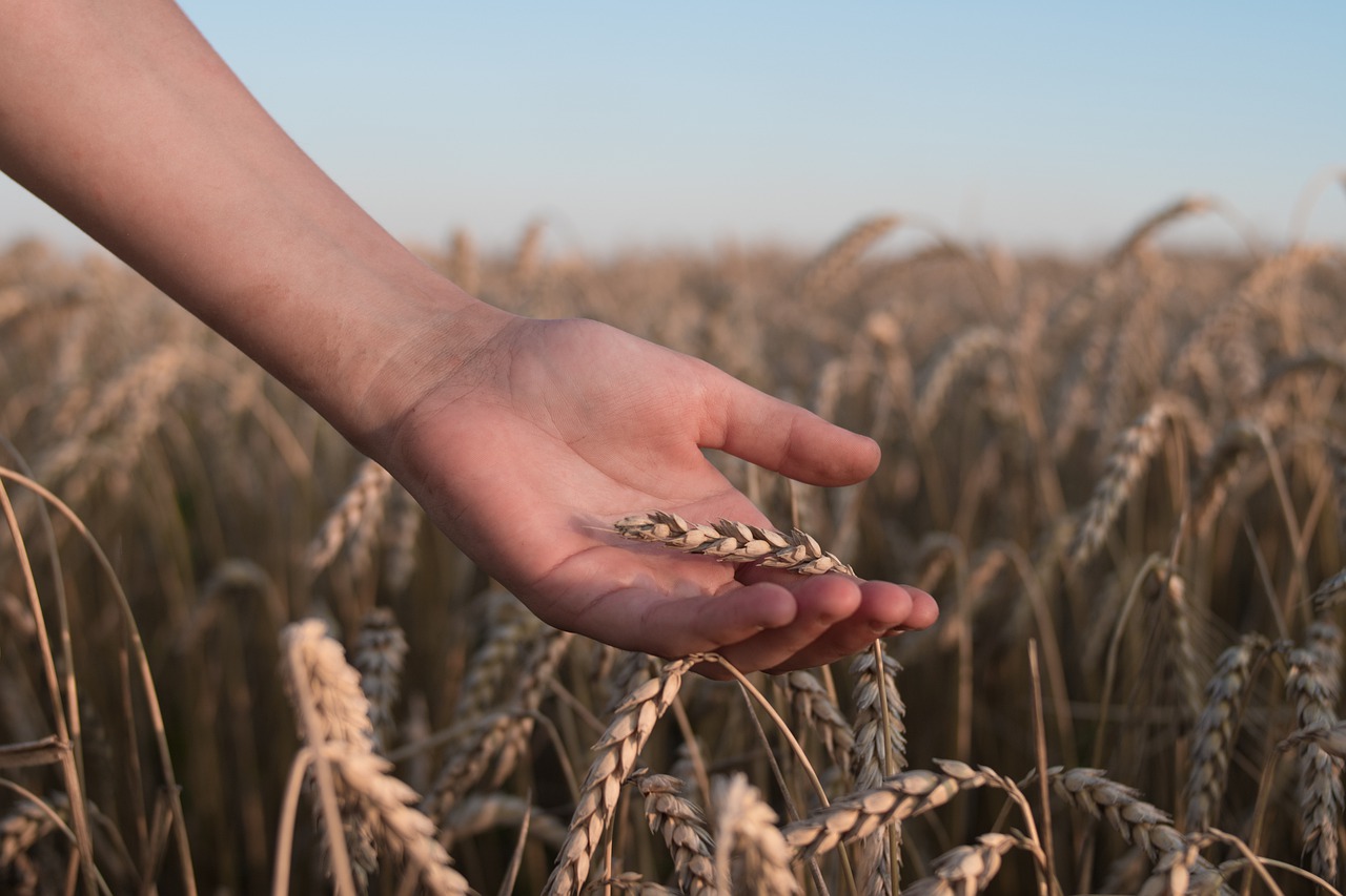 Wheat Field Hand Spikelets Crop - 18879564 / Pixabay