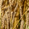 Wheat Field Wheat Field Barley  - LTapsaH / Pixabay