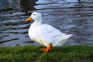 White Duck Frog If You Like White  - Elsemargriet / Pixabay