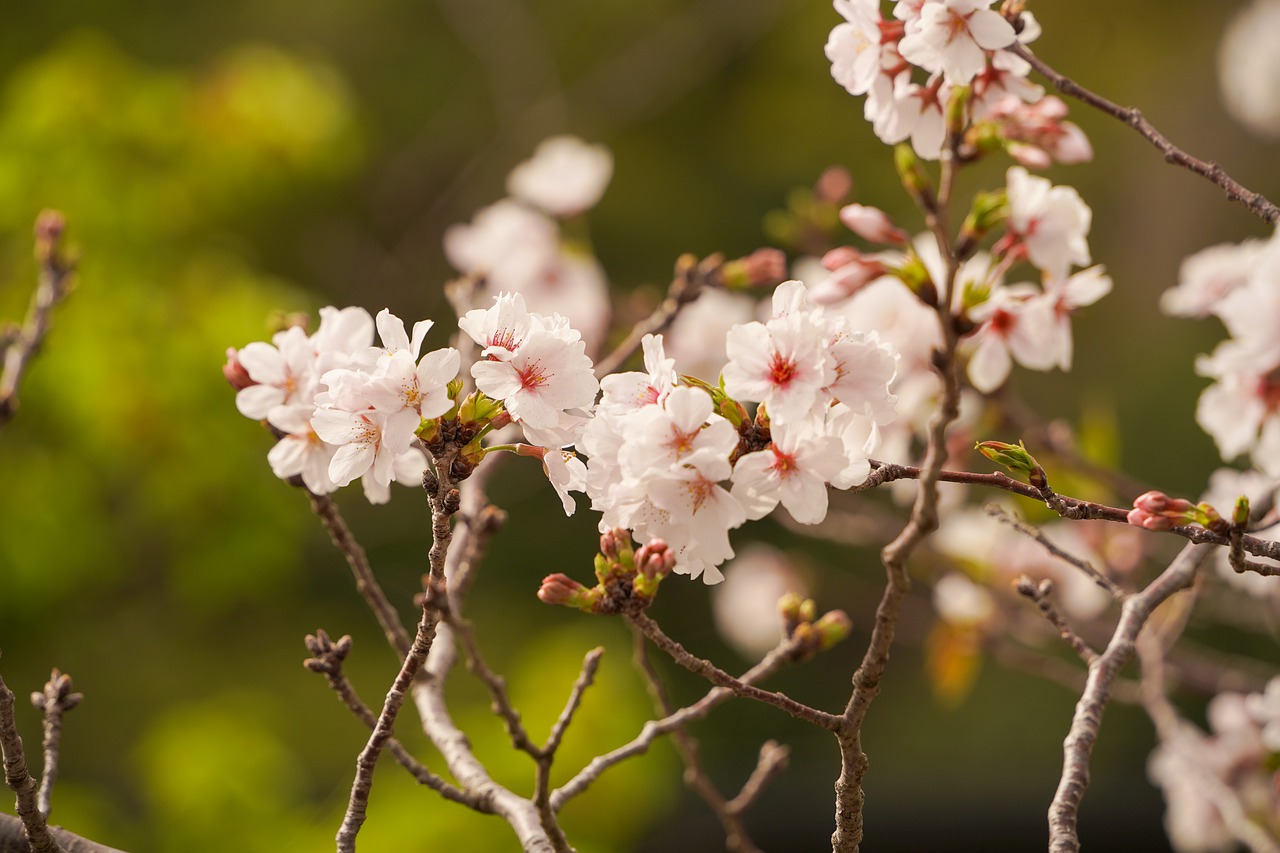 White Flowers Cherry Blossoms Sakura - william12 / Pixabay