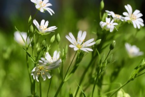 White Flowers Flowers Garden Nature  - Nennieinszweidrei / Pixabay