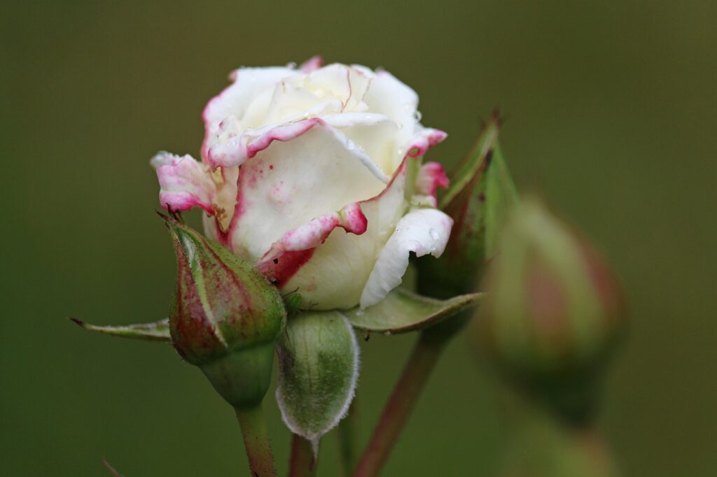 White Rose Rose Blossom Bloom  - KRiemer / Pixabay