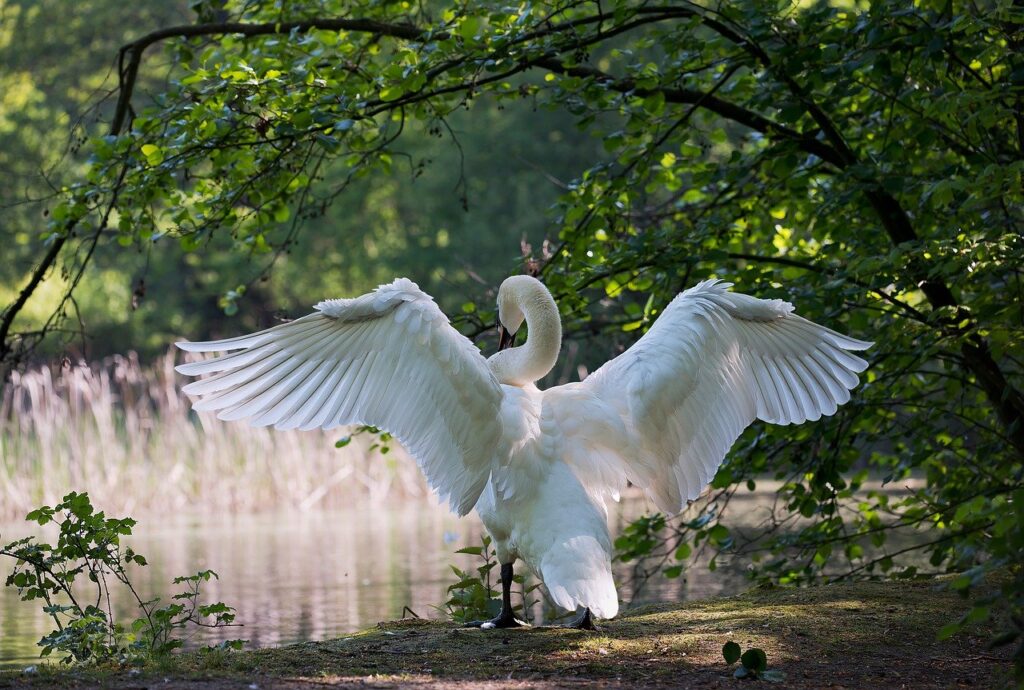 white swan bird wings feathers 341327