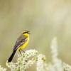 Wild Bird Yellow Wagtail  - Kanenori / Pixabay