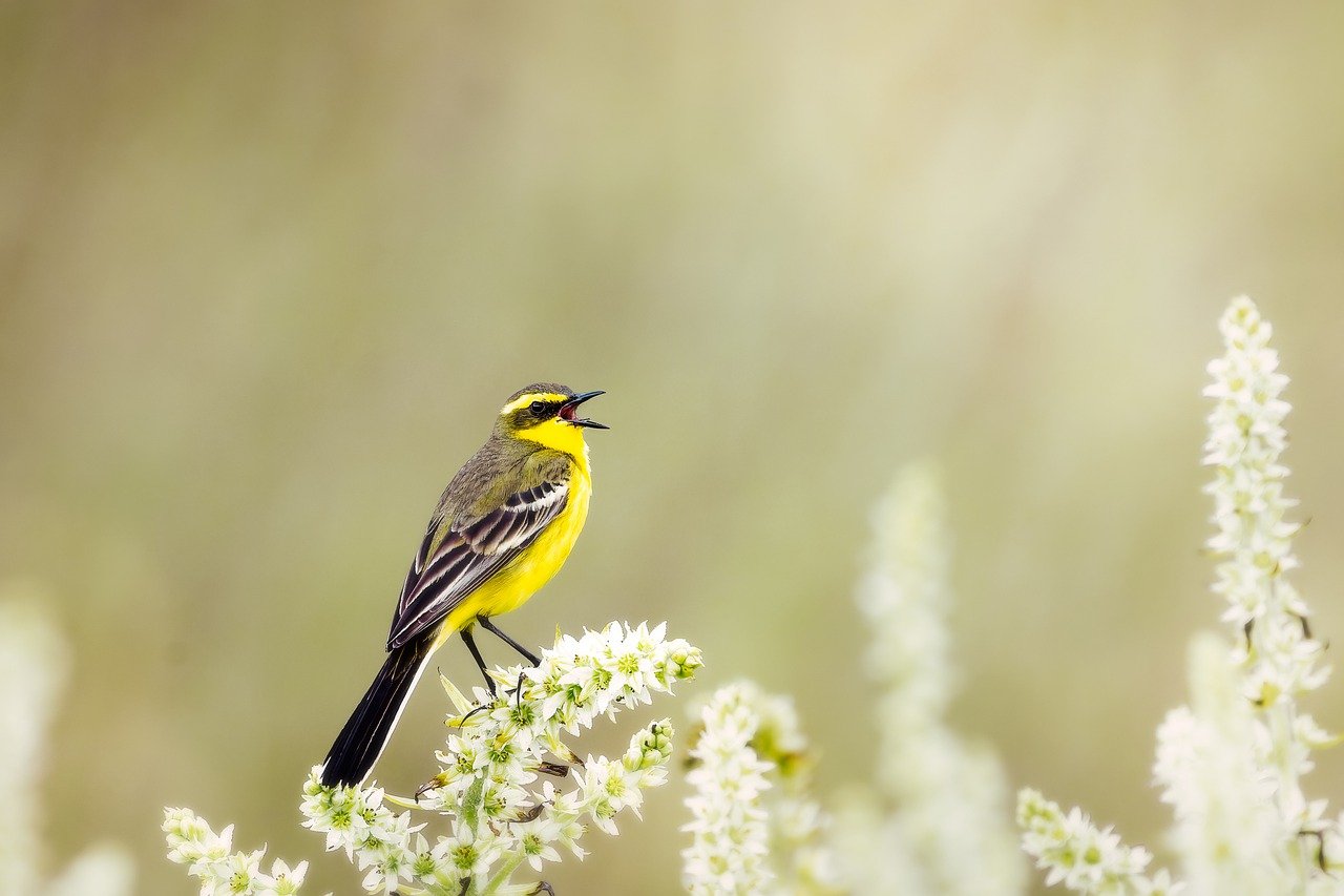 Wild Bird Yellow Wagtail - Kanenori / Pixabay