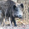 Wild Boar Animals Forest Boar  - TinnitusSounds / Pixabay
