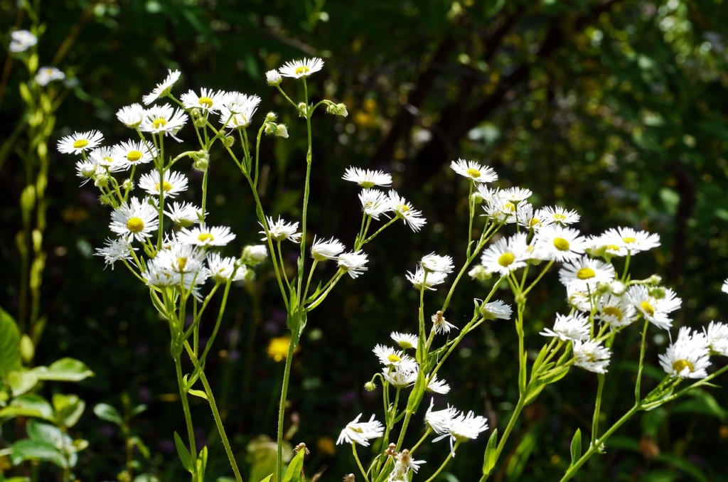 Wild Flowers Wayside White Yellow  - hpgruesen / Pixabay